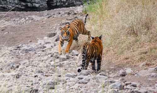 Golden Triangle Tour with Ranthambore