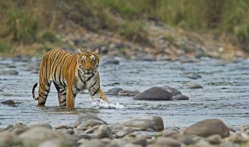 Jim Corbett Wildlife Tour