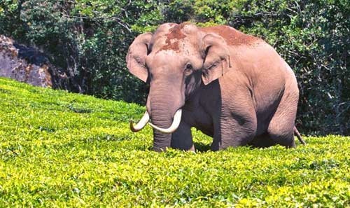 Kerala Nature and Wildlife Tour